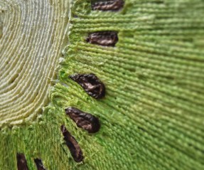 Kiwi_String_Art__5209291674faf.jpg